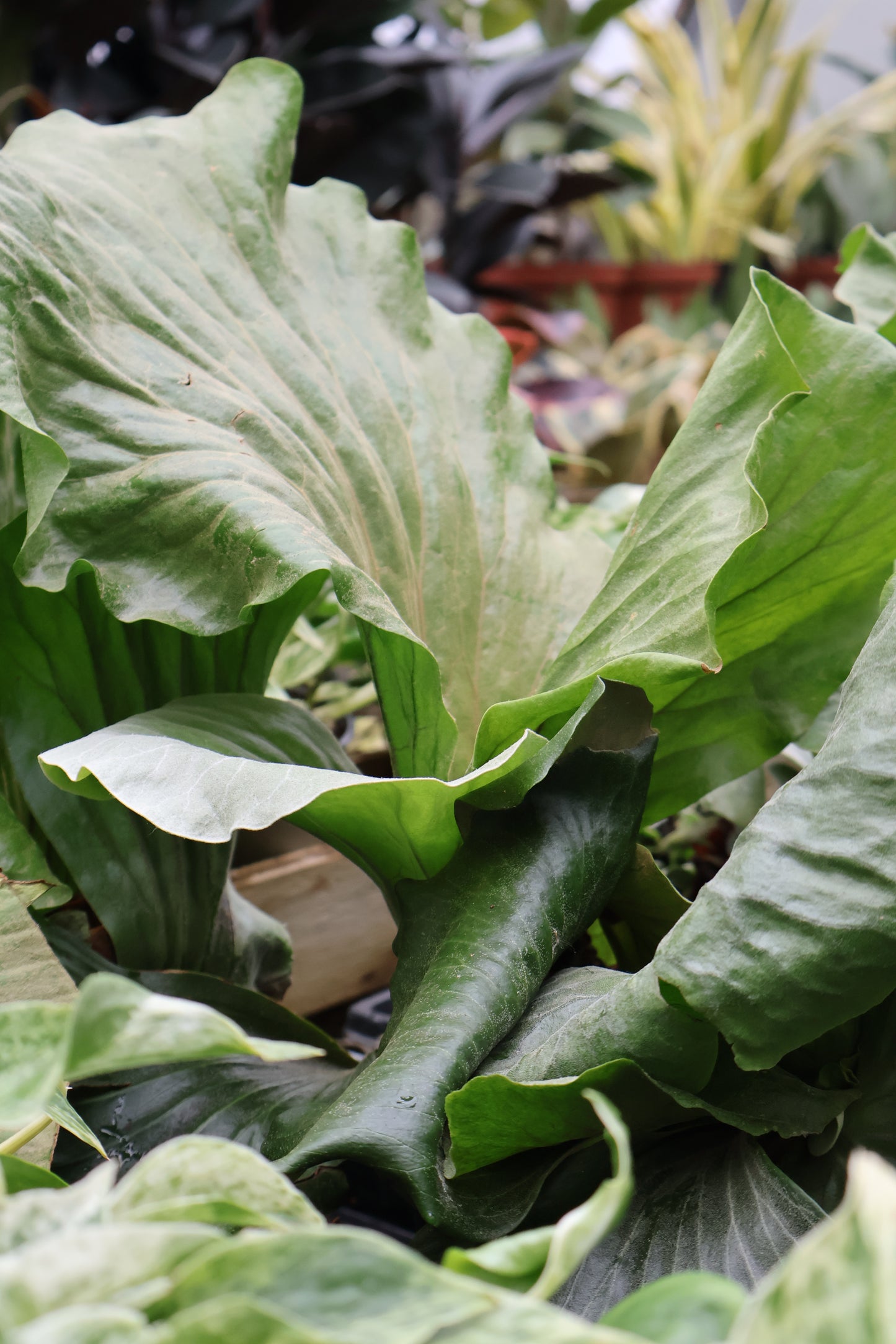 4.5" ELEPHANT STAGHORN FERN