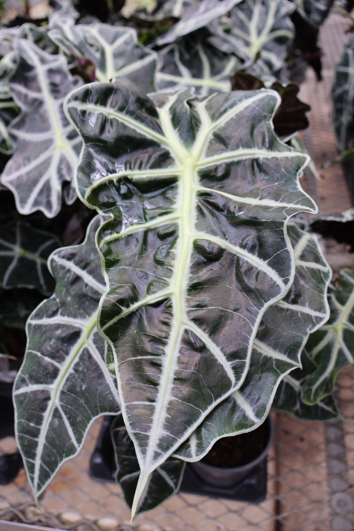 5" ALOCASIA AMAZONICA