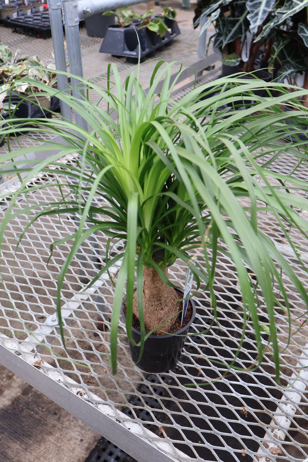 5" PONYTAIL PALM
