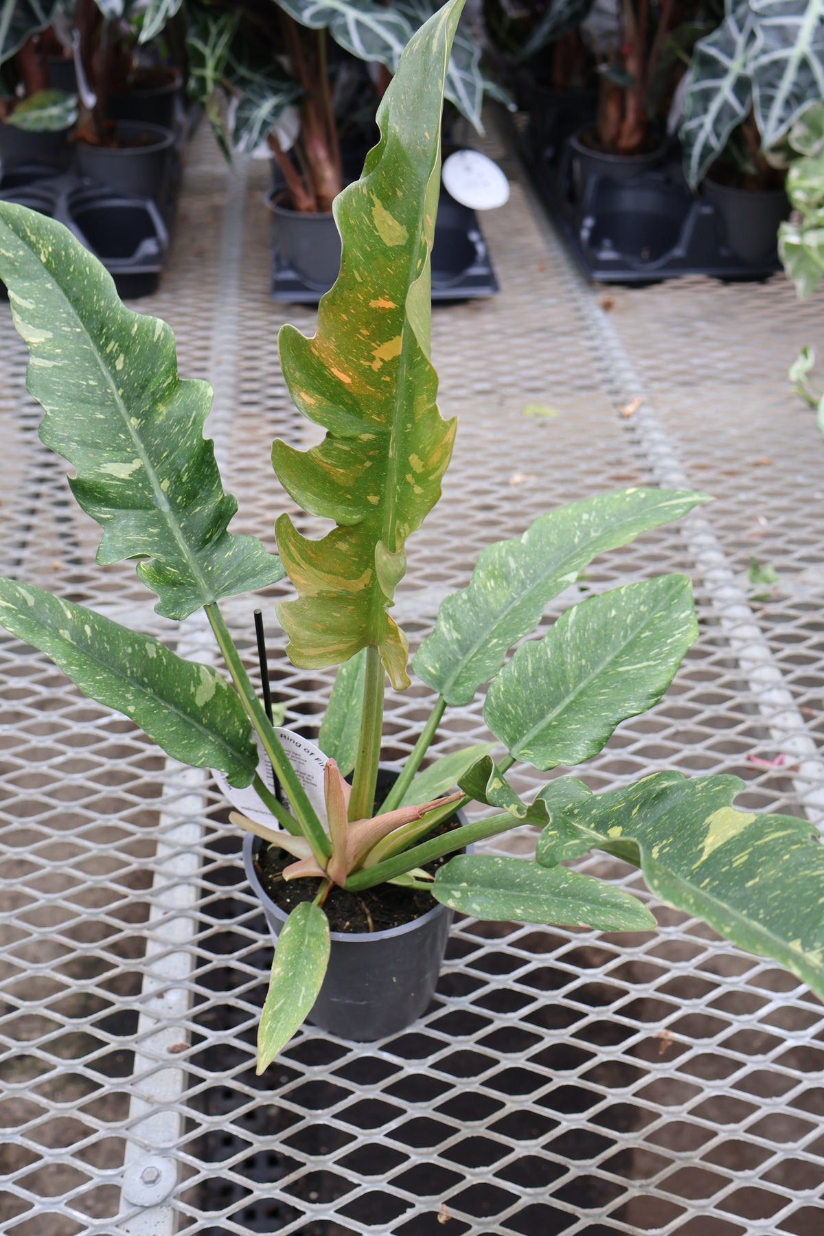 5" PHILODENDRON RING OF FIRE