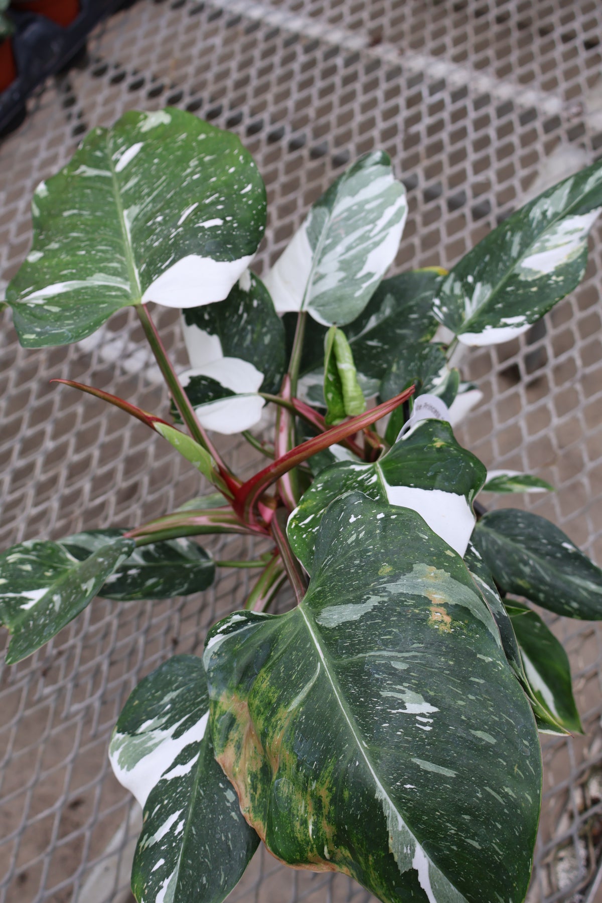 5" PHILODENDRON WHITE PRINCESS