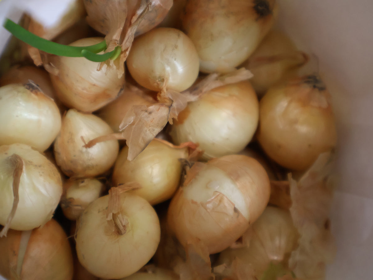 Onion Sets -Sweet- 1lb.