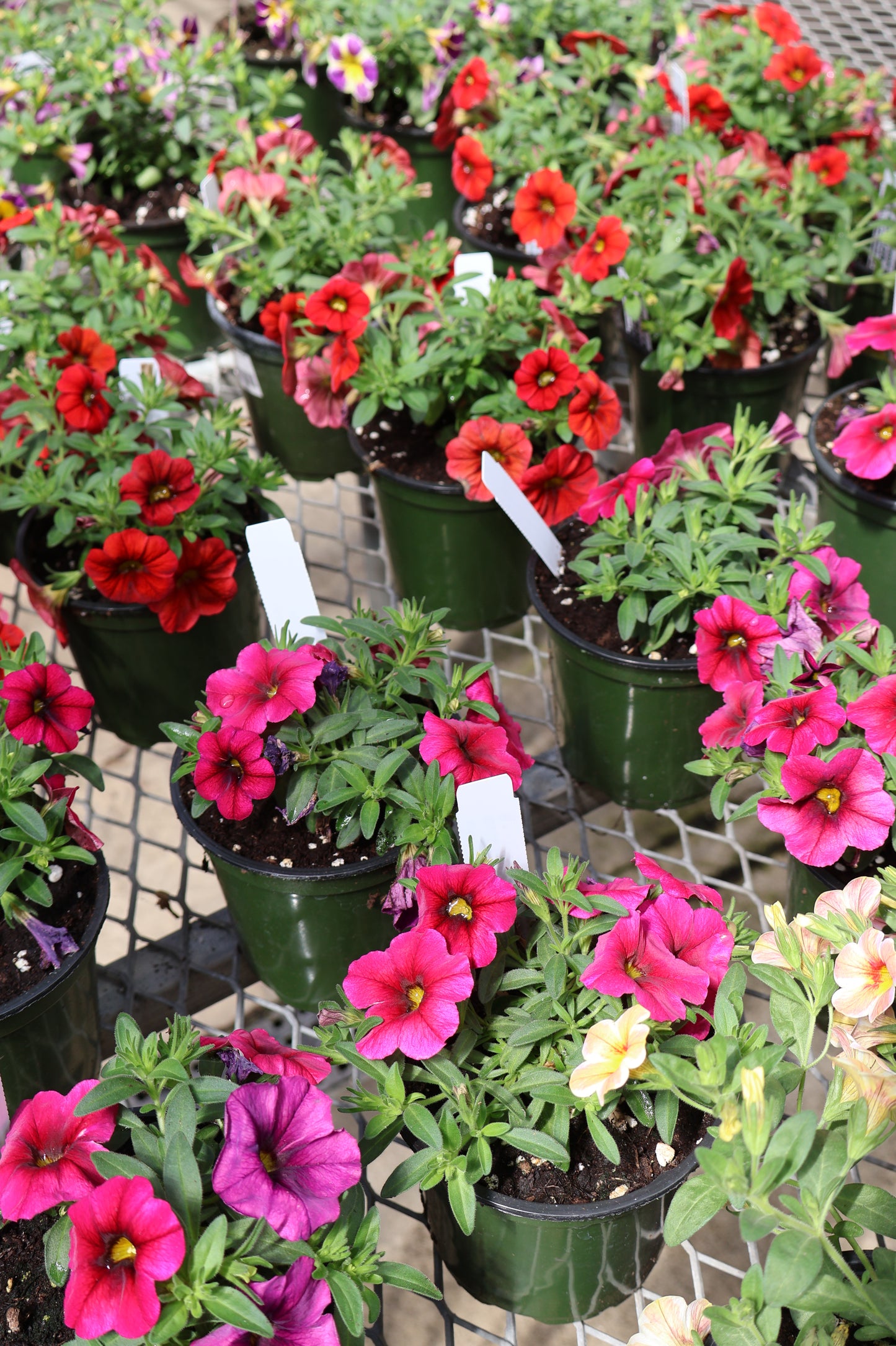 4.5" GREEN POT ANNUALS