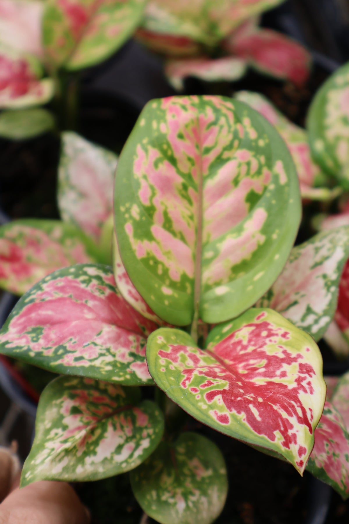 4.5" AGLAONEMA RED BEAUTY