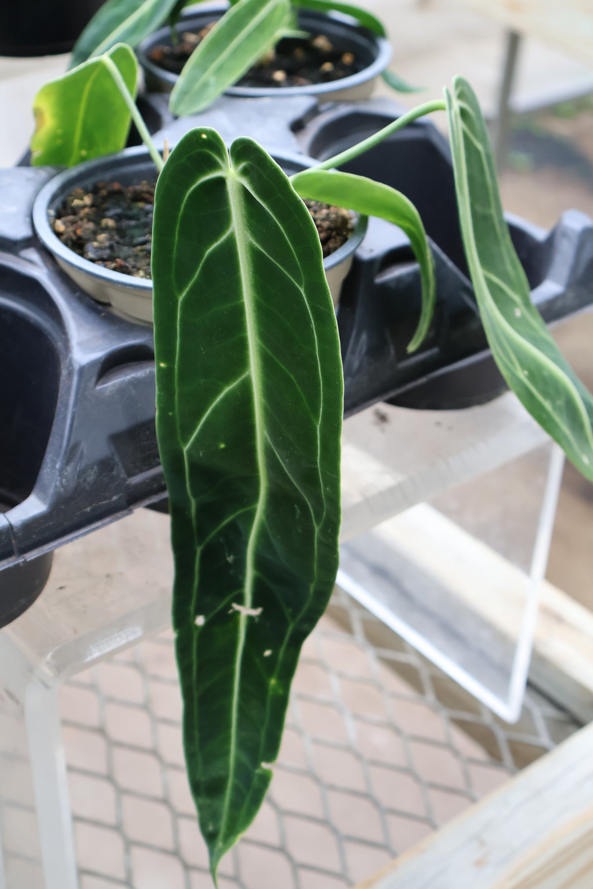 4.5" ANTHURIUM WAROQUEANUM