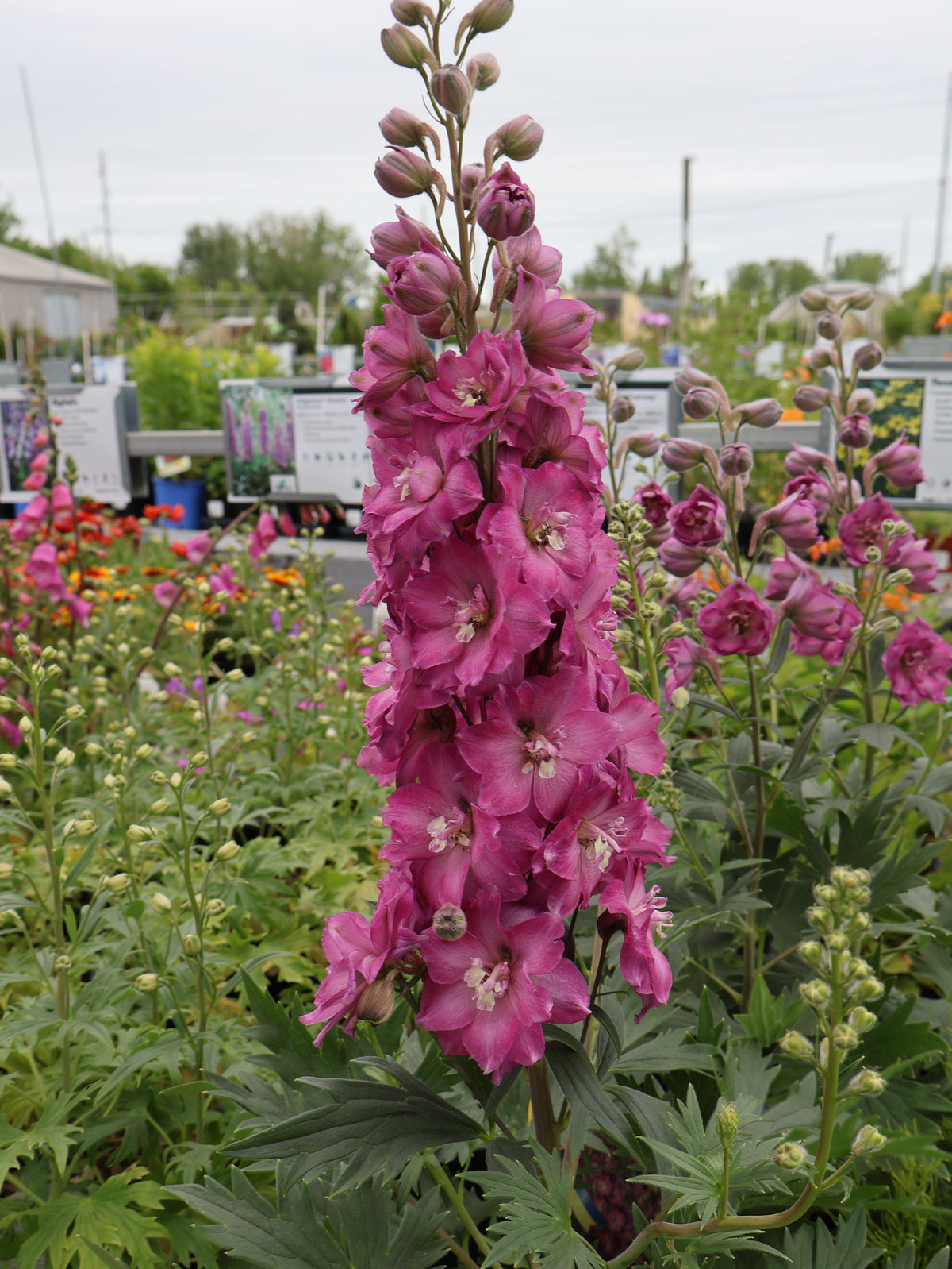Delphinium 'Delgenius Chantay' Larkspur