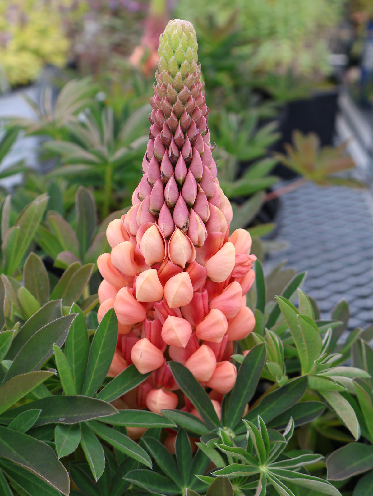 Lupinus 'Salmon Star' Lupine