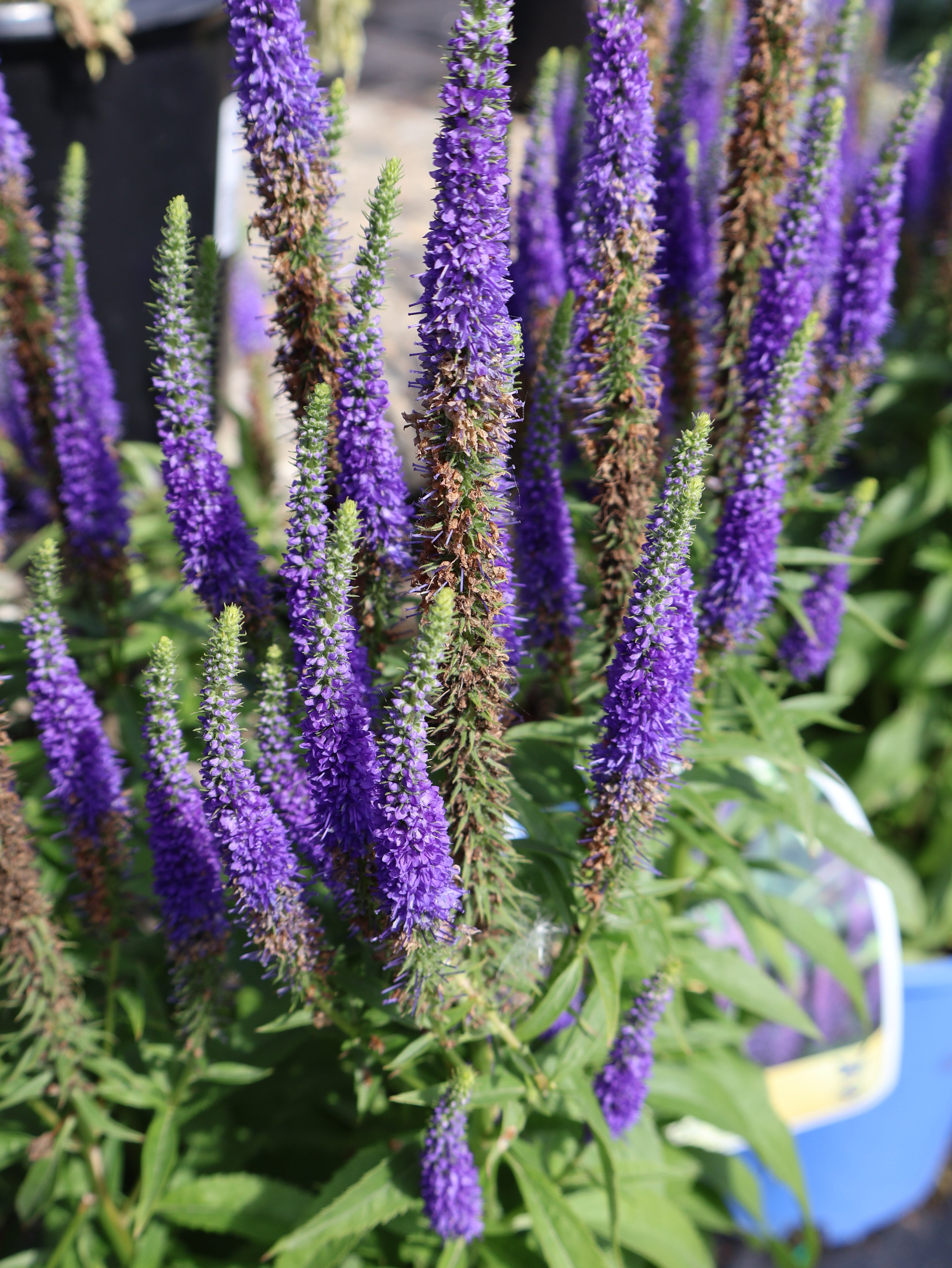 lavender veronica flower Veronica 'Royal Candles Blue' Speedwell – Pandy's Garden Center