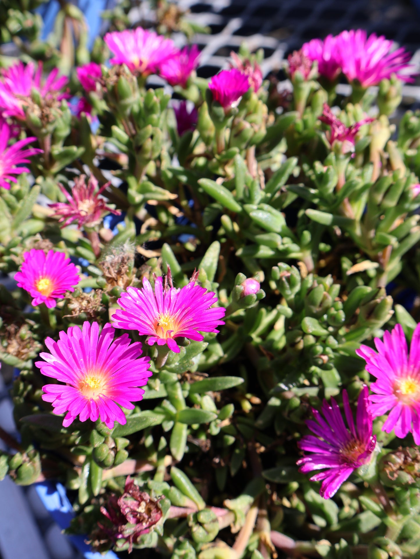 Delosperma 'Ocean Sunset Violet' Ice Plant