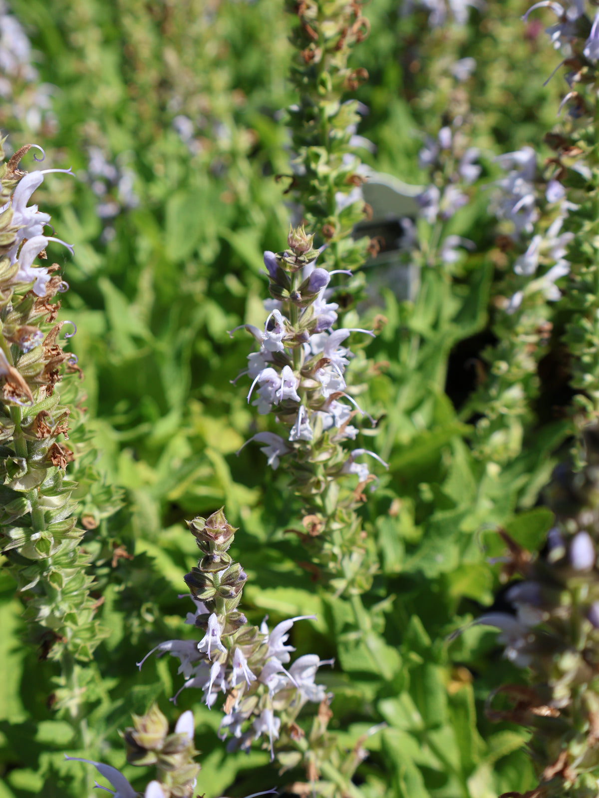 Salvia 'Bumblebee Sky Blue' Sage