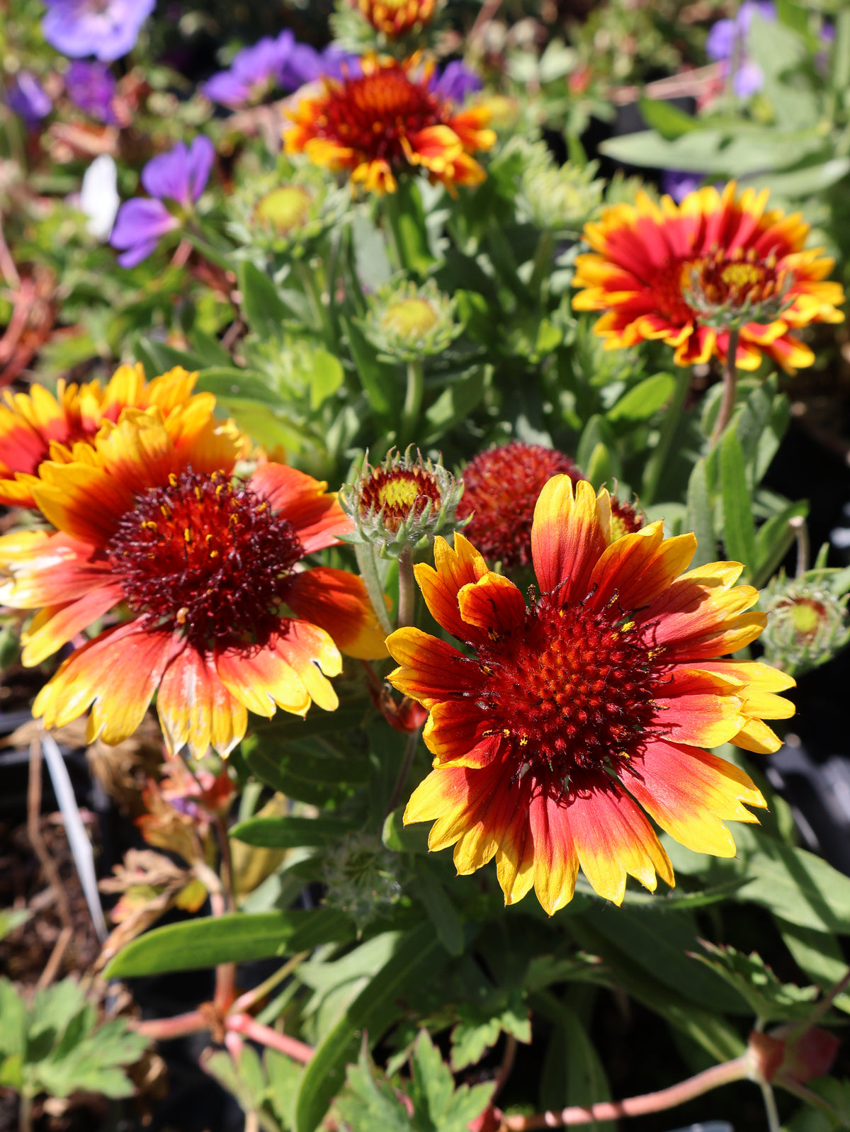 Gaillardia 'Mesa Bicolor' Blanket Flower