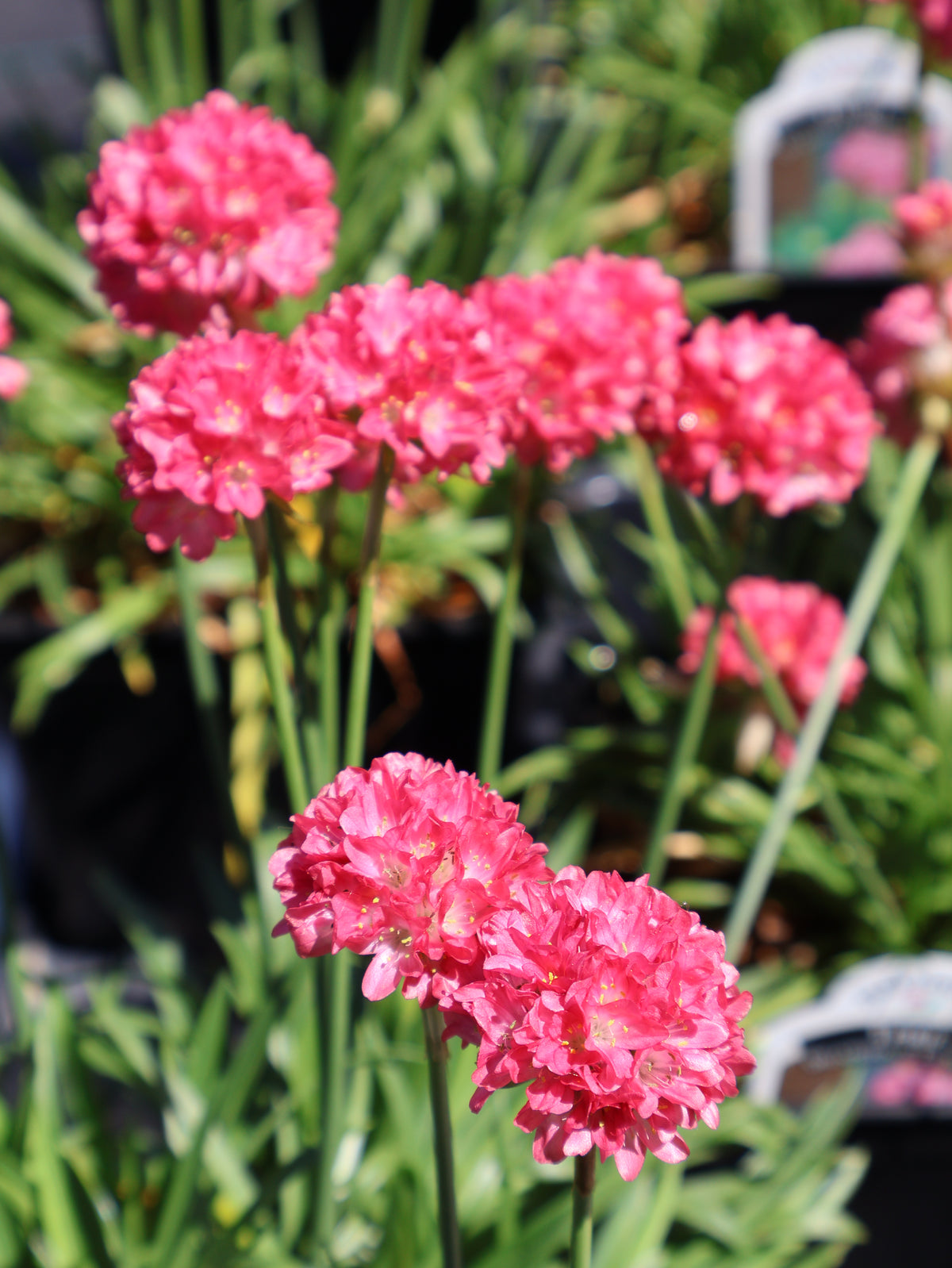 Armeria "Dreamland" Sea Thrift