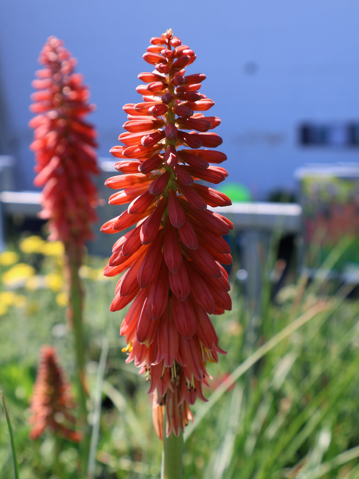Kniphofia 'RedHot Popsicle' Red Hot Poker