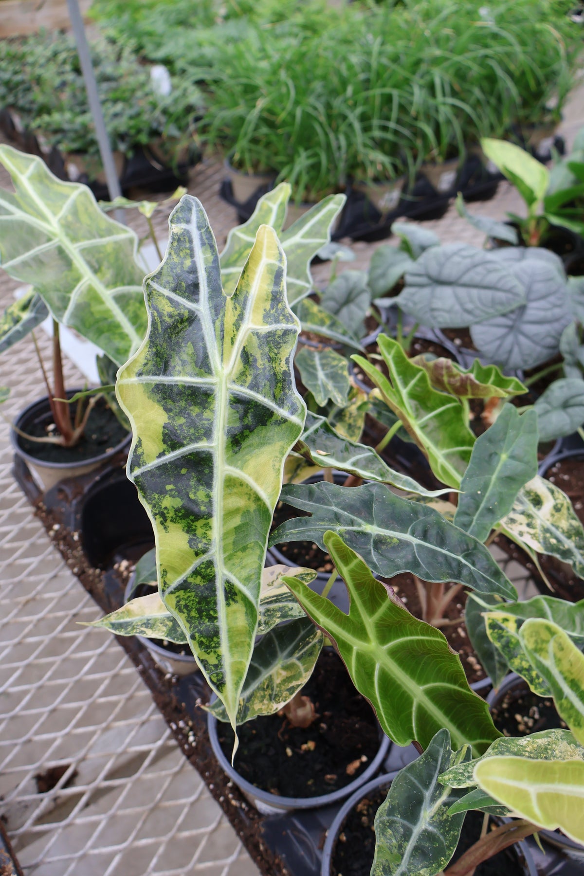 4.5" ALOCASIA BULL AUREA