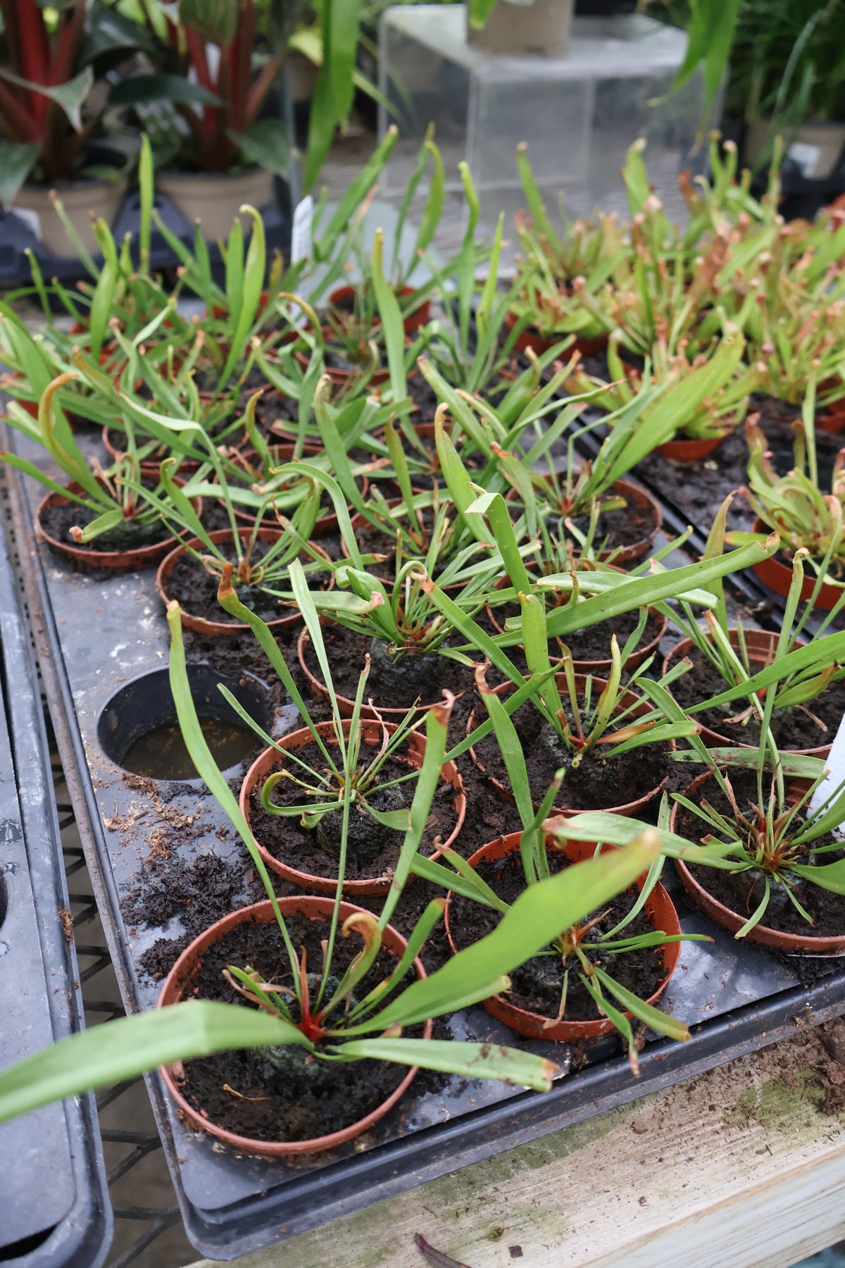 4" FARNHAMII PITCHER PLANT