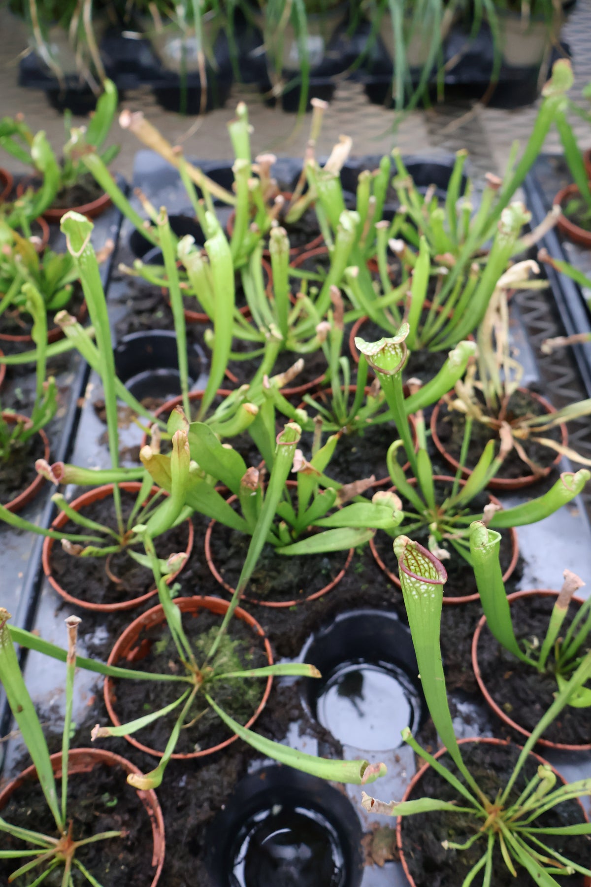 3" PITCHER PLANT MISSISSIPPI