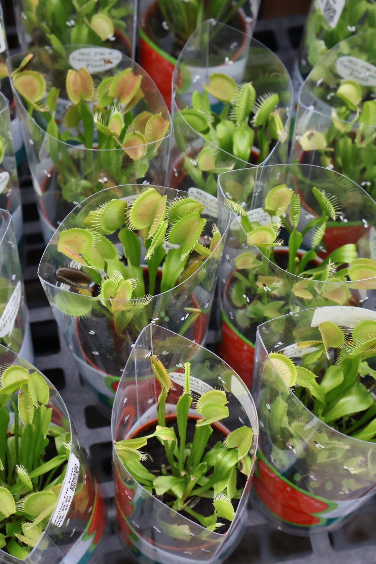 FLY TRAP SPECIAL PURCHASE