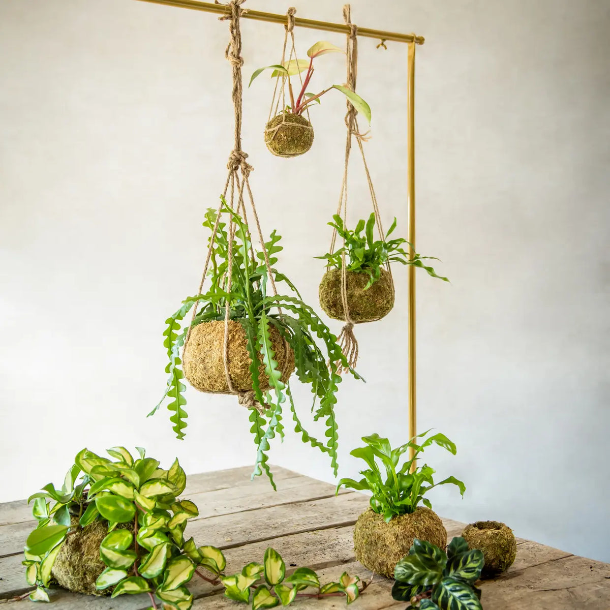 Kokedama Ball Small