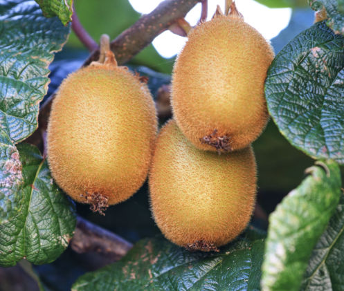 Kiwi - Jenny