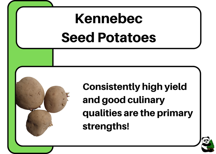 Seed Potatoes - Kennebec