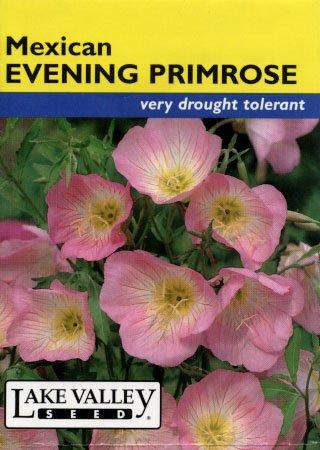 EVENING PRIMROSE MEXICAN HEIRLOOM