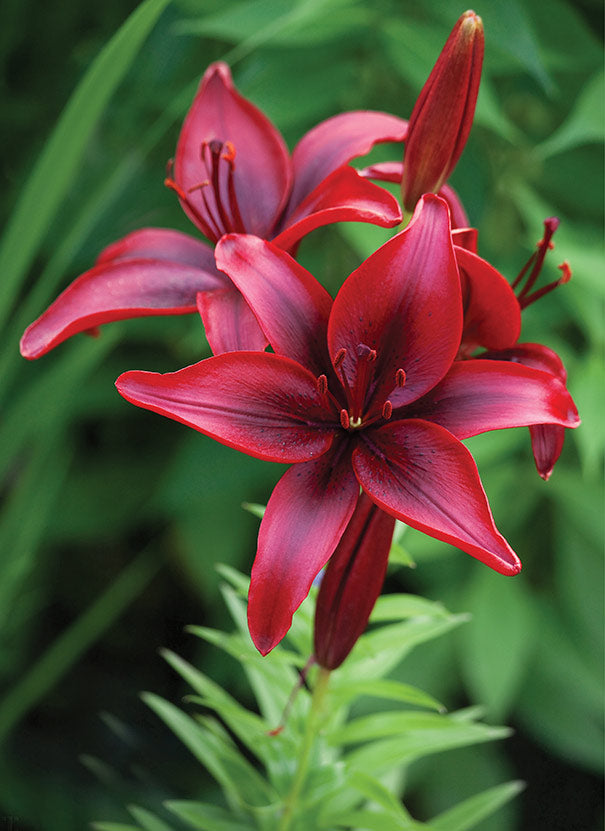 Hardy Lily, Asiatic ‘Black Out®’ Bulb