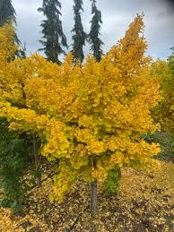 Gingko - Mariken Maidenhair Tree