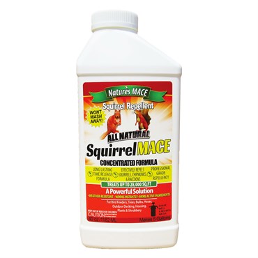 Squirrel Mace