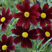 Coreopsis ‘Lil Bang Red Elf' Tickseed