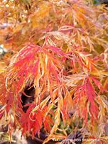 Japanese Maple - Goshiki Shidare