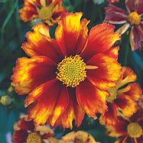 Coreopsis ‘Lil Bang Fire Wheel’ Tickseed