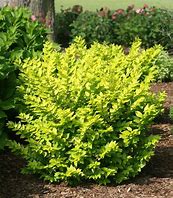 Privet - Golden Vicary