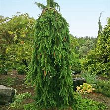 Spruce - Cobra Weeping Norway