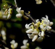 Whitebud