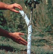 Tree Wrap Spiral Tube