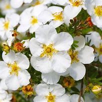 Potentilla - Abbottswood White