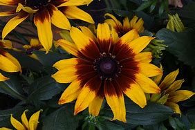 Assorted Echibeckia