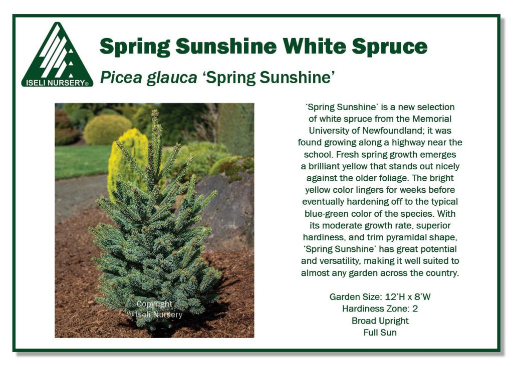 Spruce - Spring Sunshine White