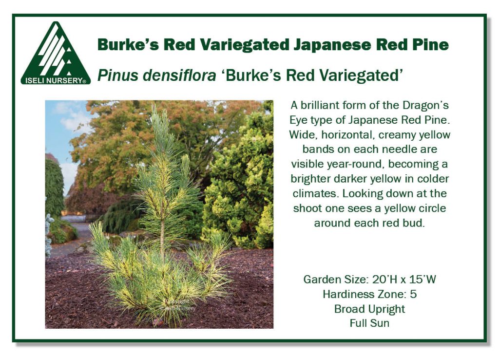 Pine - Burkes Red Variegated