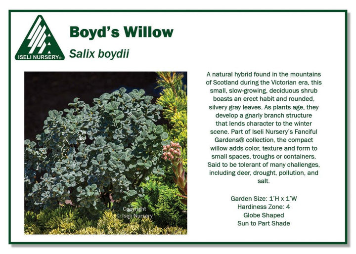 Willow - Boyd’s Dwarf