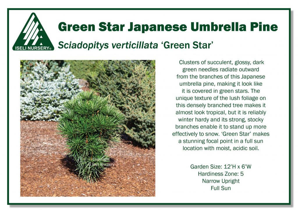 Umbrella Pine - Green Star