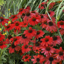 Echinacea "Panama Red" Coneflower