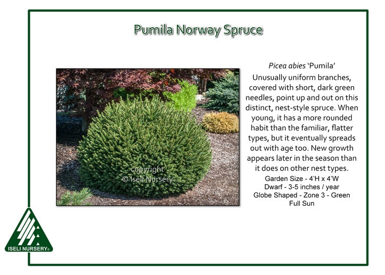Spruce - Dwarf Pumila