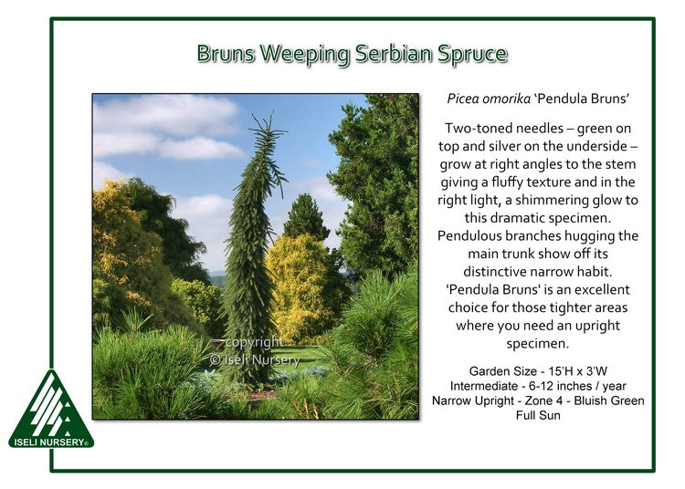 Spruce - Bruns Weeping Serbian