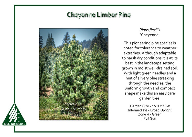Pine - Cheyenne
