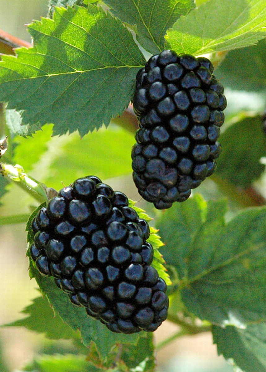 Blackberry - Natchez