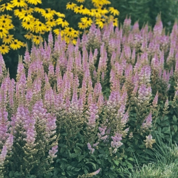 Astilbe 'Chinensis Pumila' False Spirea
