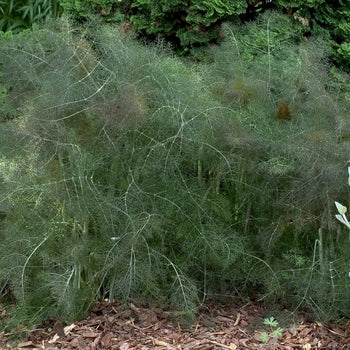 Bronze Fennel - Black Swallowtail