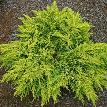 Juniper - Daub's Frosted