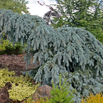 Spruce - Weeping The Blues